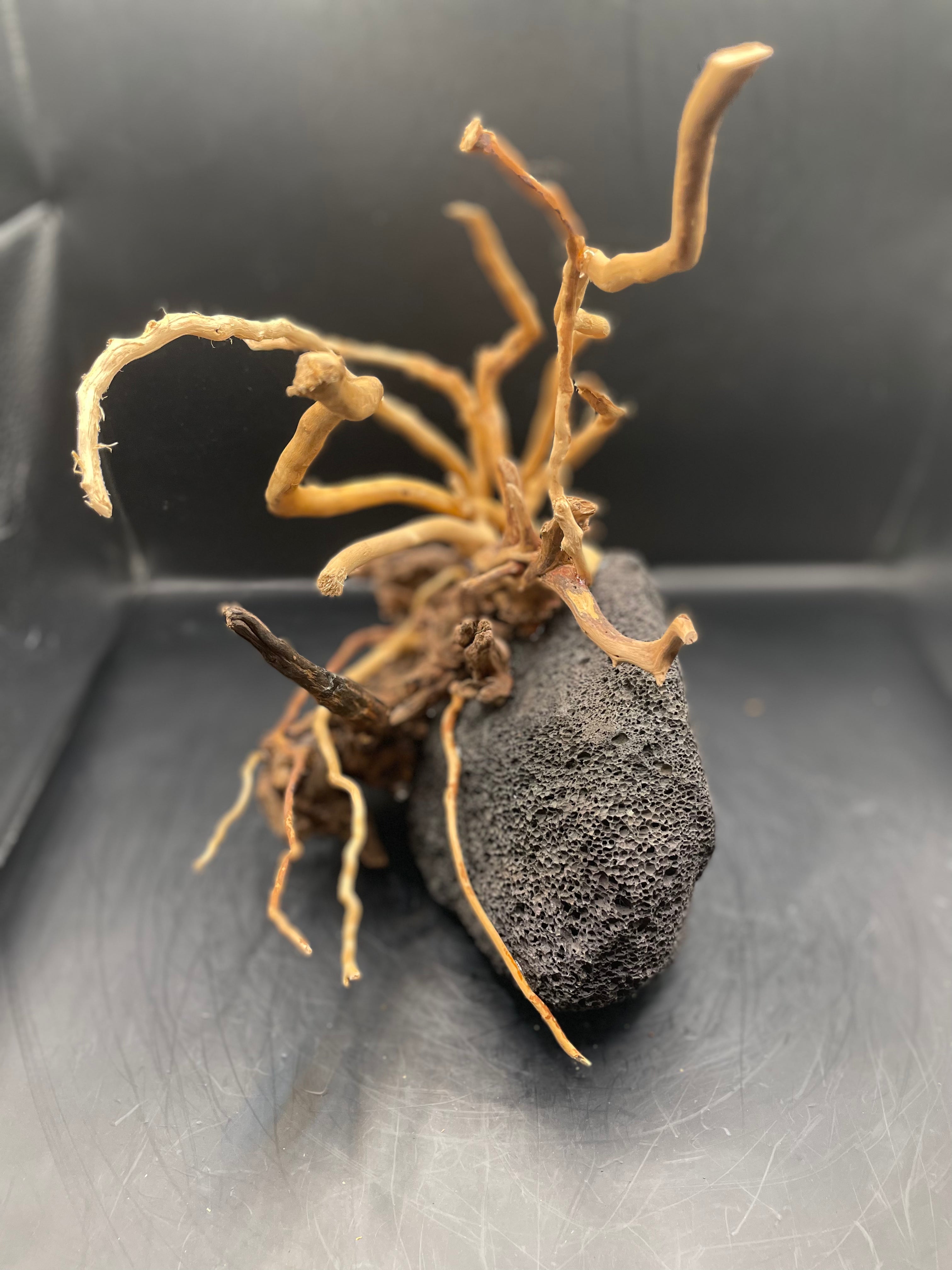 Aquarium Driftwood, Handcrafted Aquascape Unique Decoration - Cariad