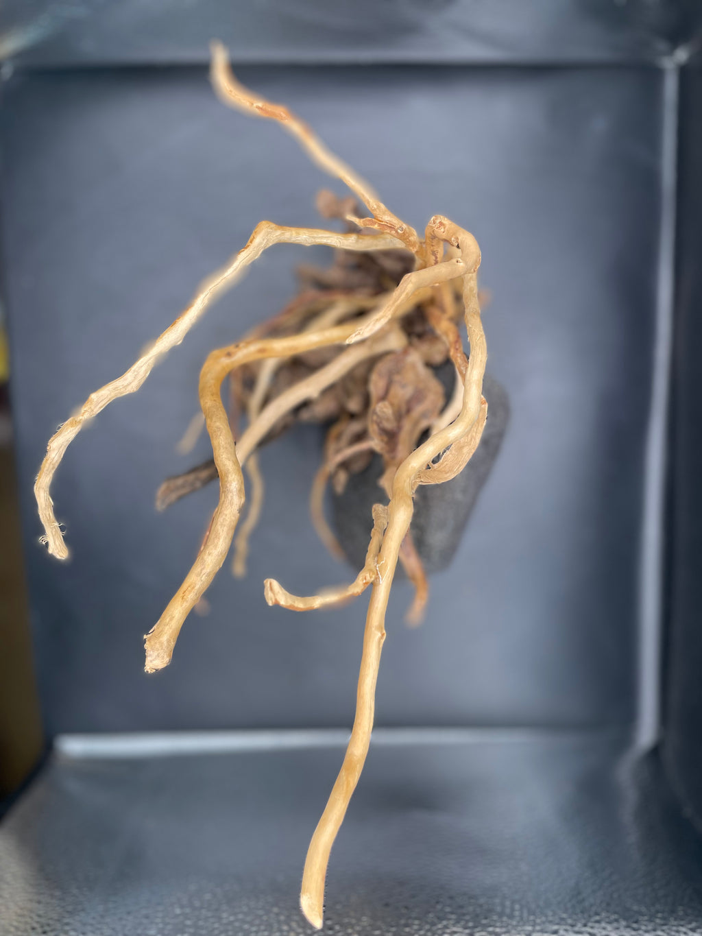 Aquarium Driftwood, Handcrafted Aquascape Unique Decoration - Cariad