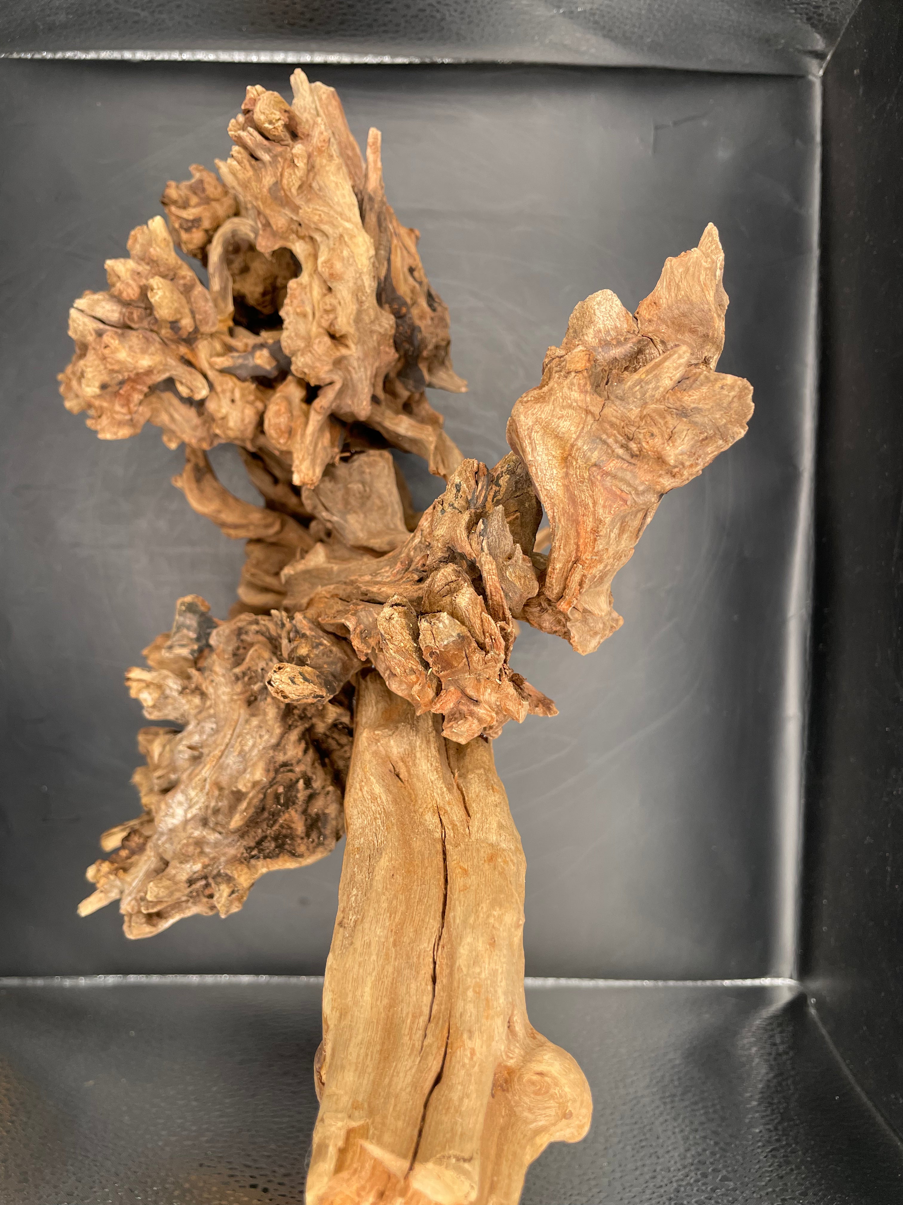 Aquarium Driftwood, Handcrafted Aquascape Unique Decoration- Drakthar’s Root