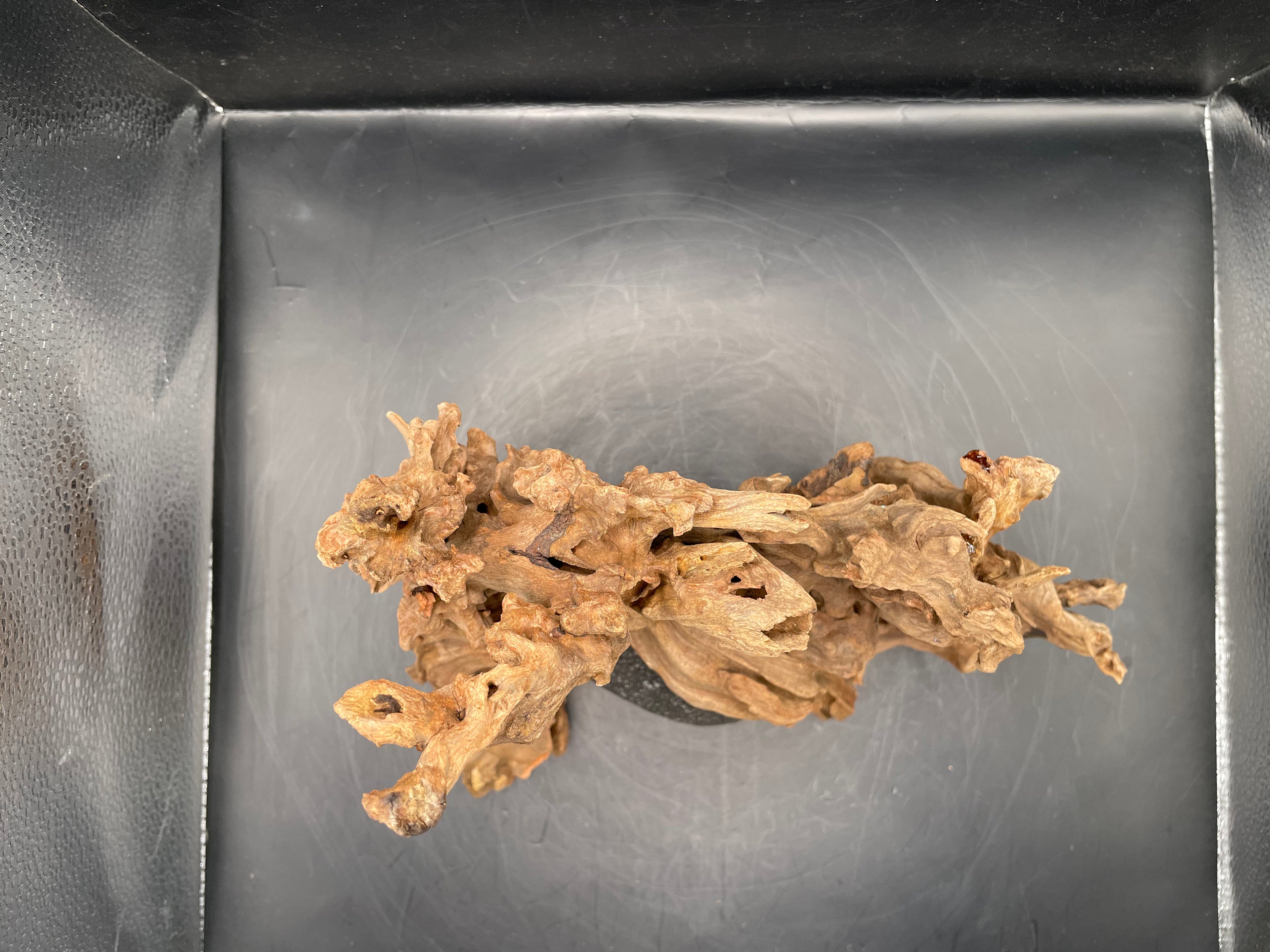Aquarium Driftwood, Handcrafted Aquascape Unique Decoration - Stormbound Crown