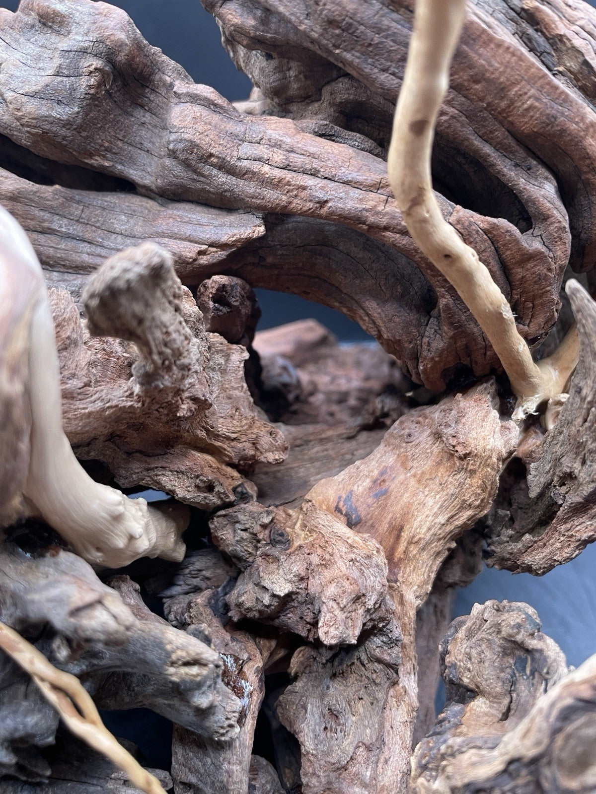 Aquarium Vivarium Driftwood Handcrafted Unique Cave Decoration-The Silvan Maw