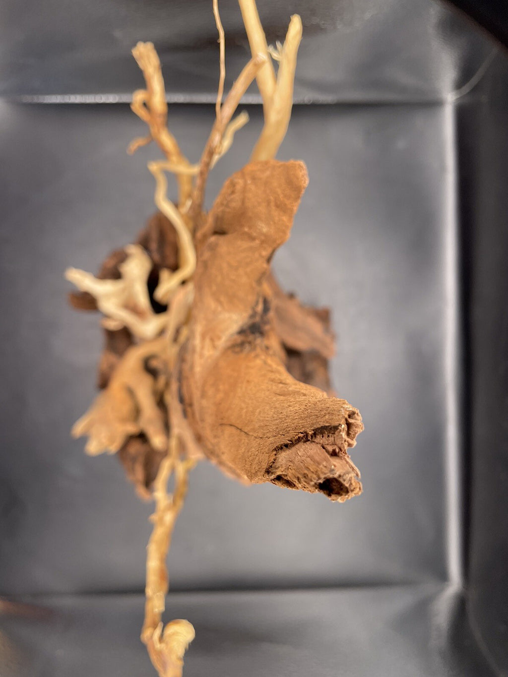 Aquarium Driftwood Wood Mix Natural Aquascape Design Unique - Drifthorn Sentinel