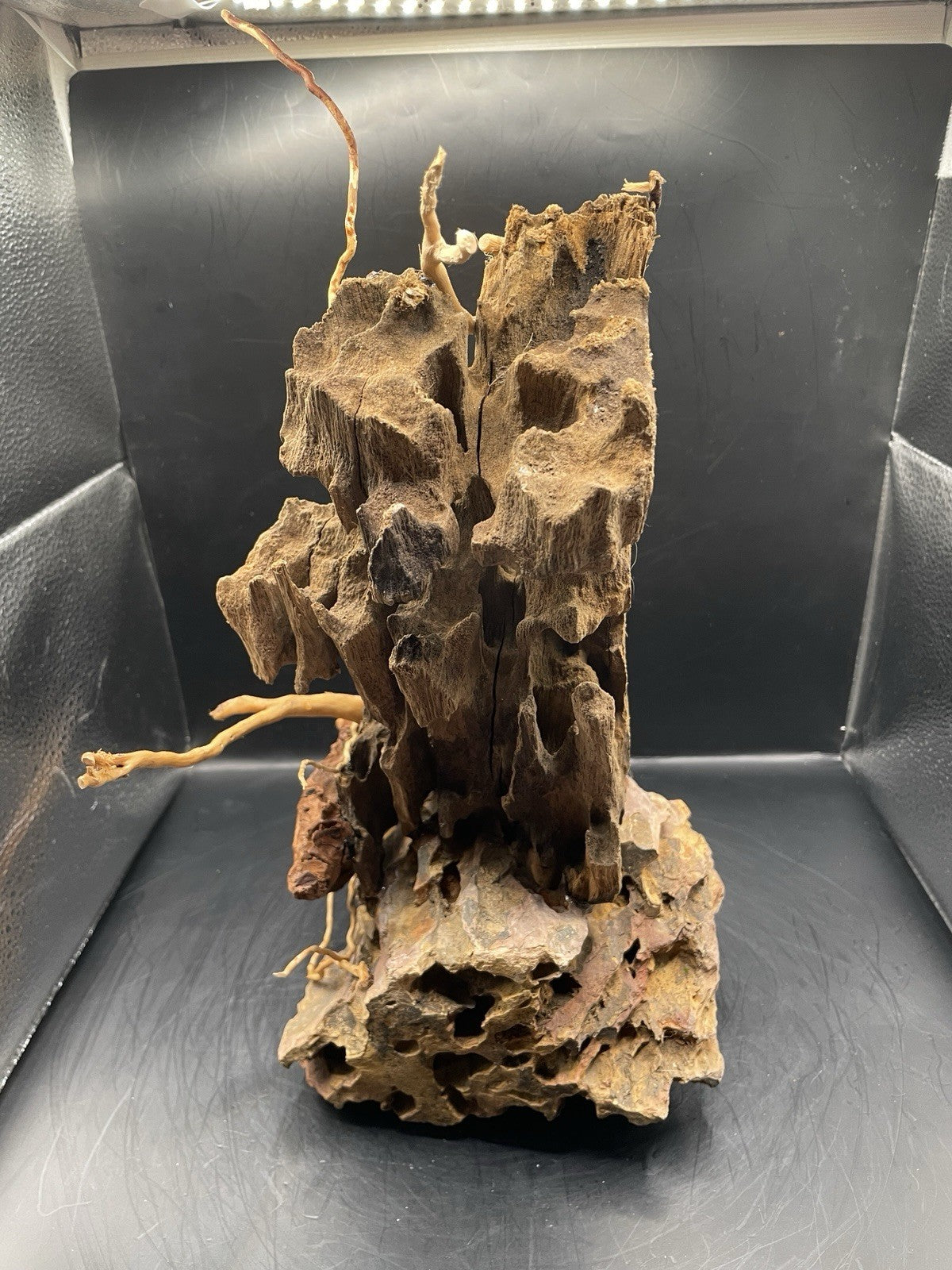 Aquarium Driftwood Handcrafted Aquascape Unique - Fenbone Gate