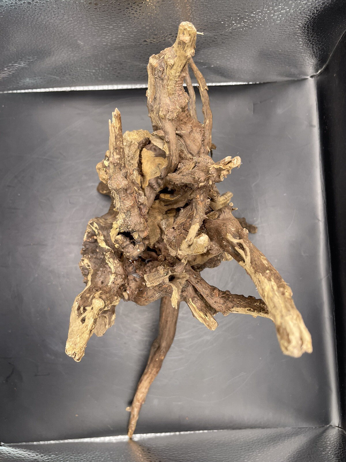 Aquarium Driftwood Wood Natural Aquascape Fish Tank - Starburst Stump